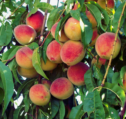 Peach Tree